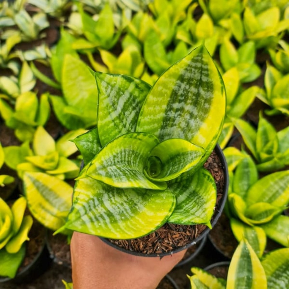 Сансевиерия HAHNII GOLD PHILIPPINE