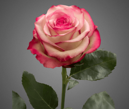 Роза «Палома»