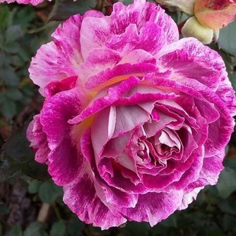 Кэтрин (Kathryn)