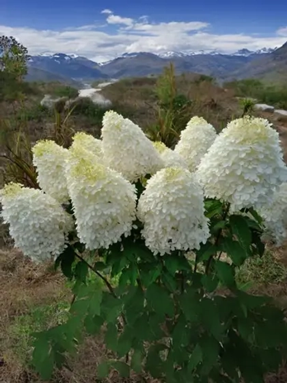 Гортензия метельчатая Фантом