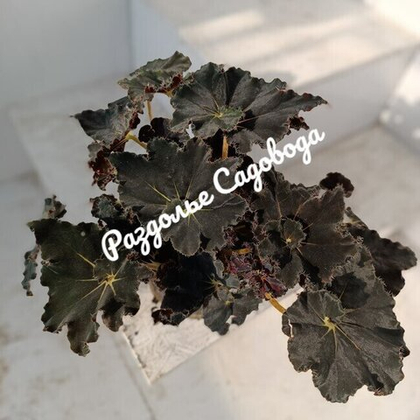 Бегония Блэк Мамба