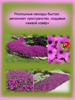 Петуния Виста Джазберри супертуния