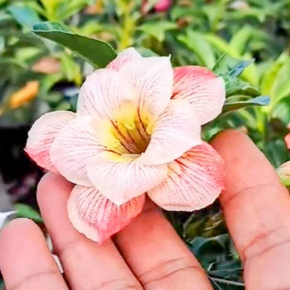 Адениум SRAGEN ASRI