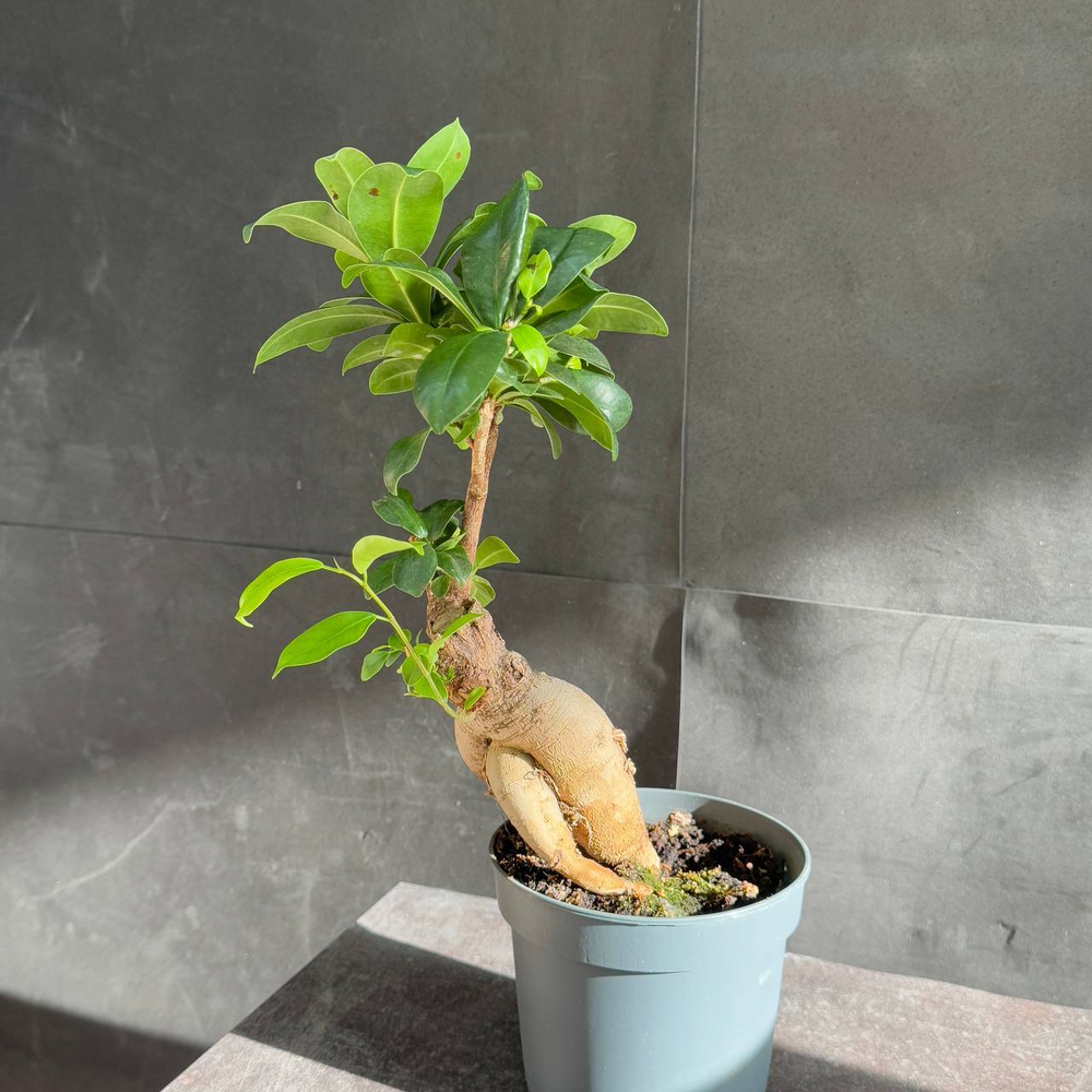 Фикус микрокарпа (Ficus microcarpa Ginseng)
