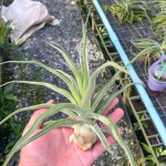 Тилландсия streptophylla L