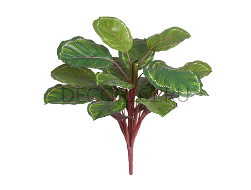 Калатея Розеопикта Грин куст зелёный с бело-розовым в-42 см, д-40 см (Sensitive Botanic) 6/72 20.1165GRV