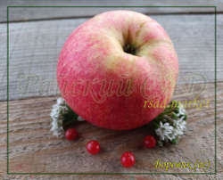 Яблоня Боровик