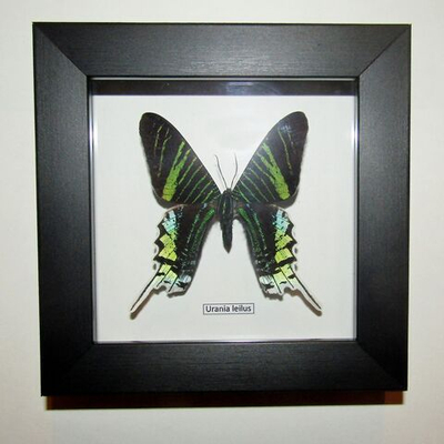 Бабочка Urania leilus в рамке