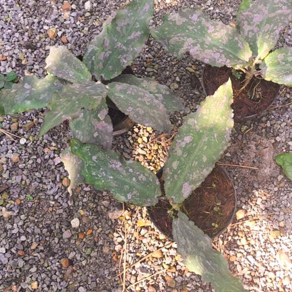 Хойя UNDULATA size S