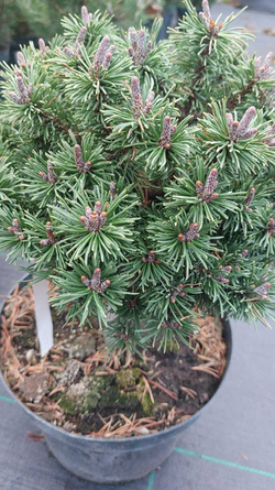 Сосна Pinus mugo Litomysl