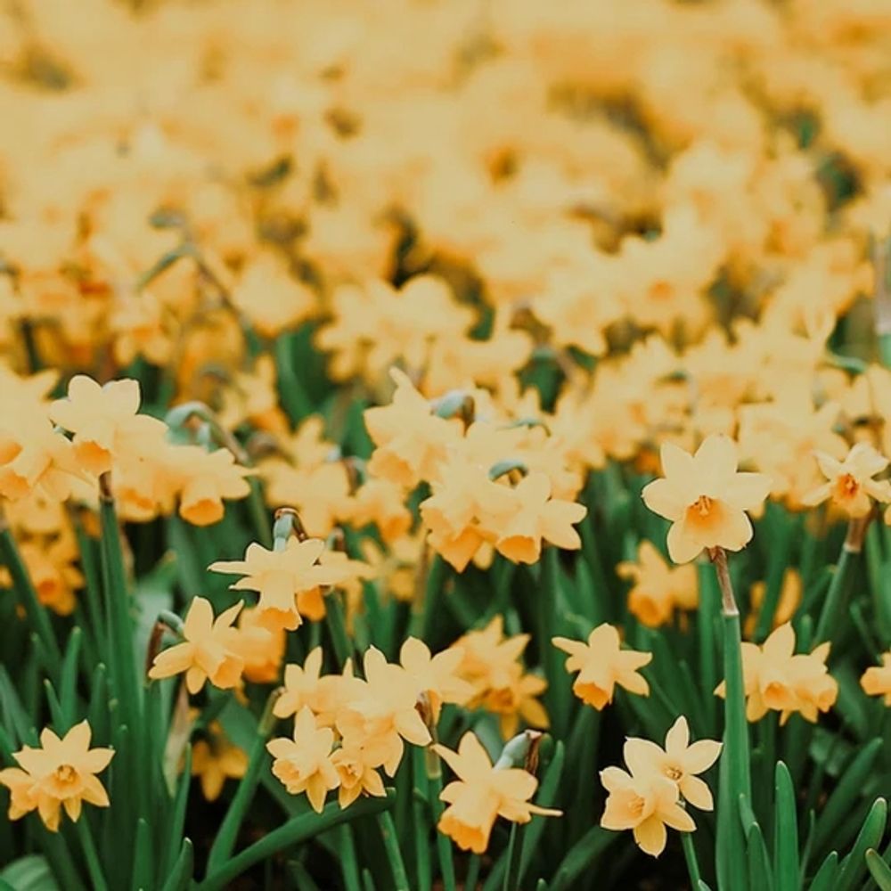 Золотой нарцисс (Golden Daffodils)