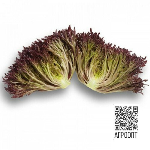 Триплекс семена салата хрустящего с сильно рассеченным листом (Rijk Zwaan / ALEXAGRO) культура – фото 12