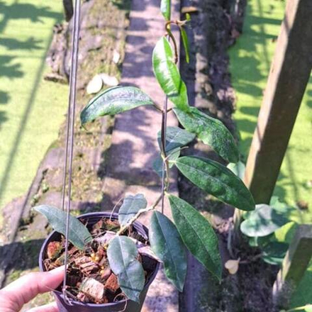 Хойя SAMMANANNIANA