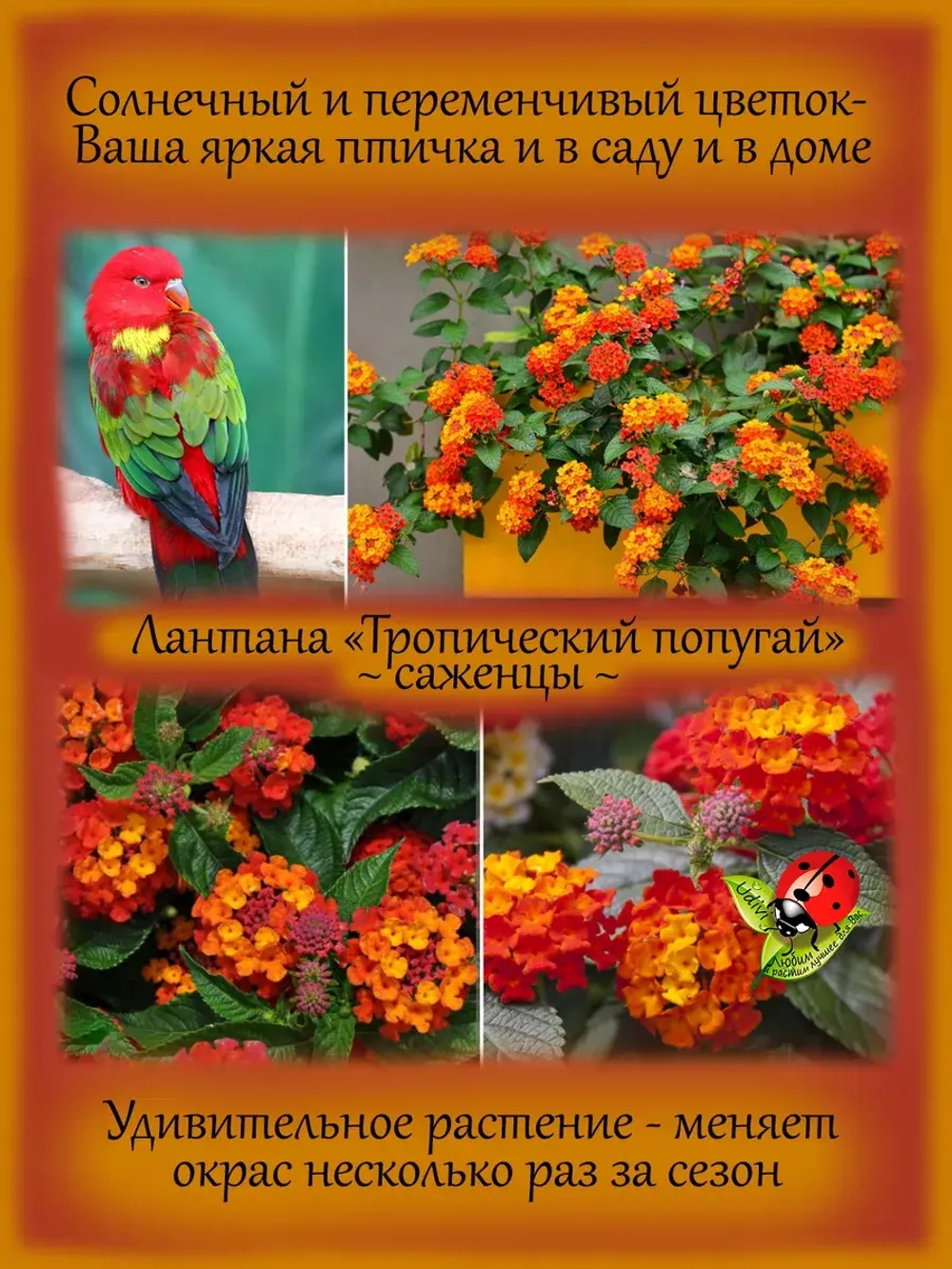Лантана Тропический попугай