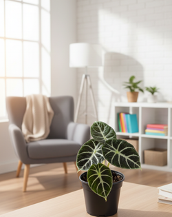 Алоказия Ninja д.11