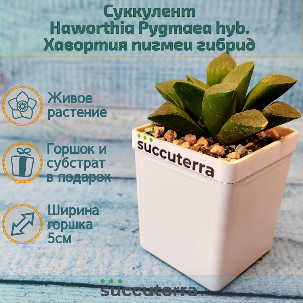 Haworthia Pygmaea (Хавортия)