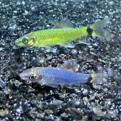 Водорослеед Ретикулатус Гло