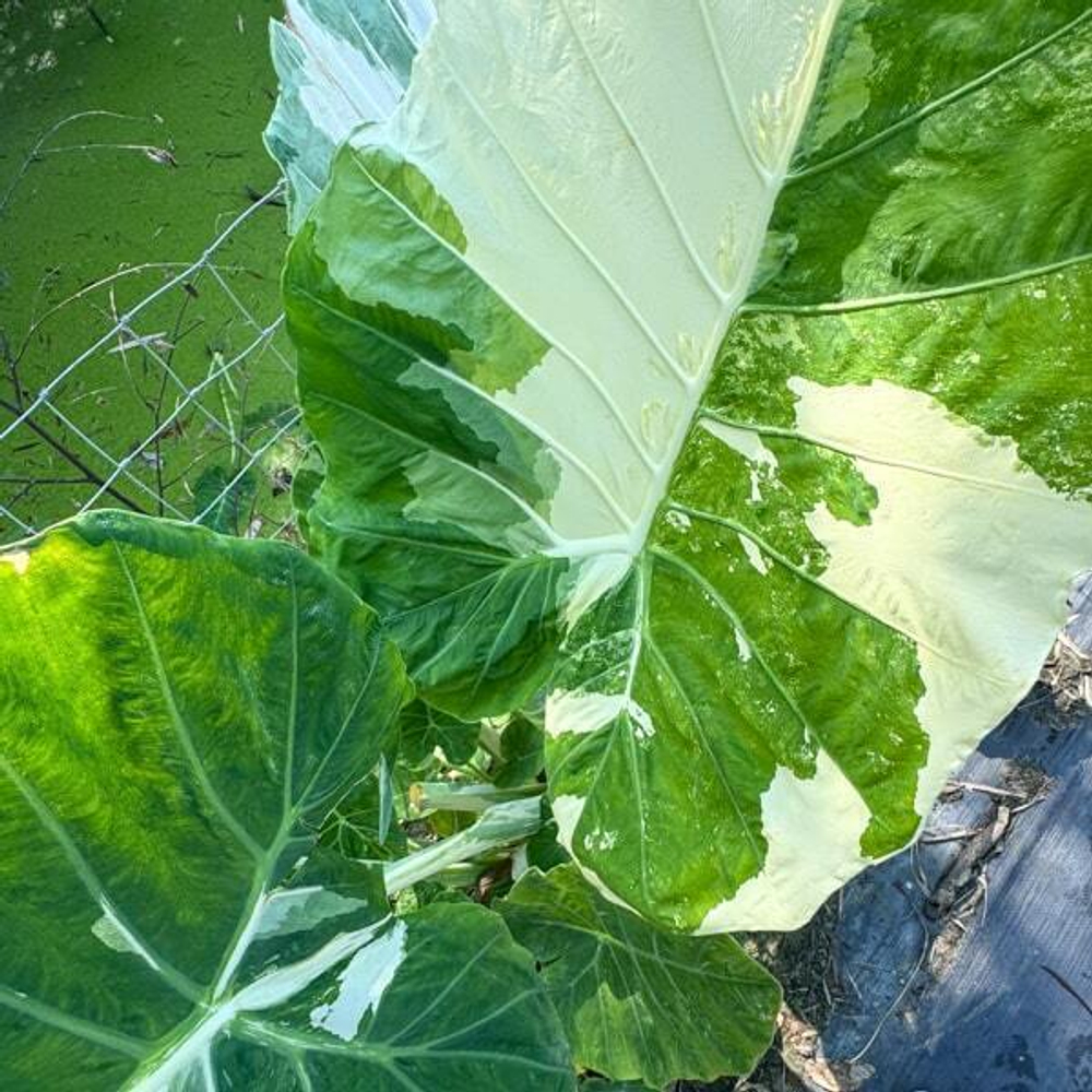 Колоказия THAILAND GIGANTE