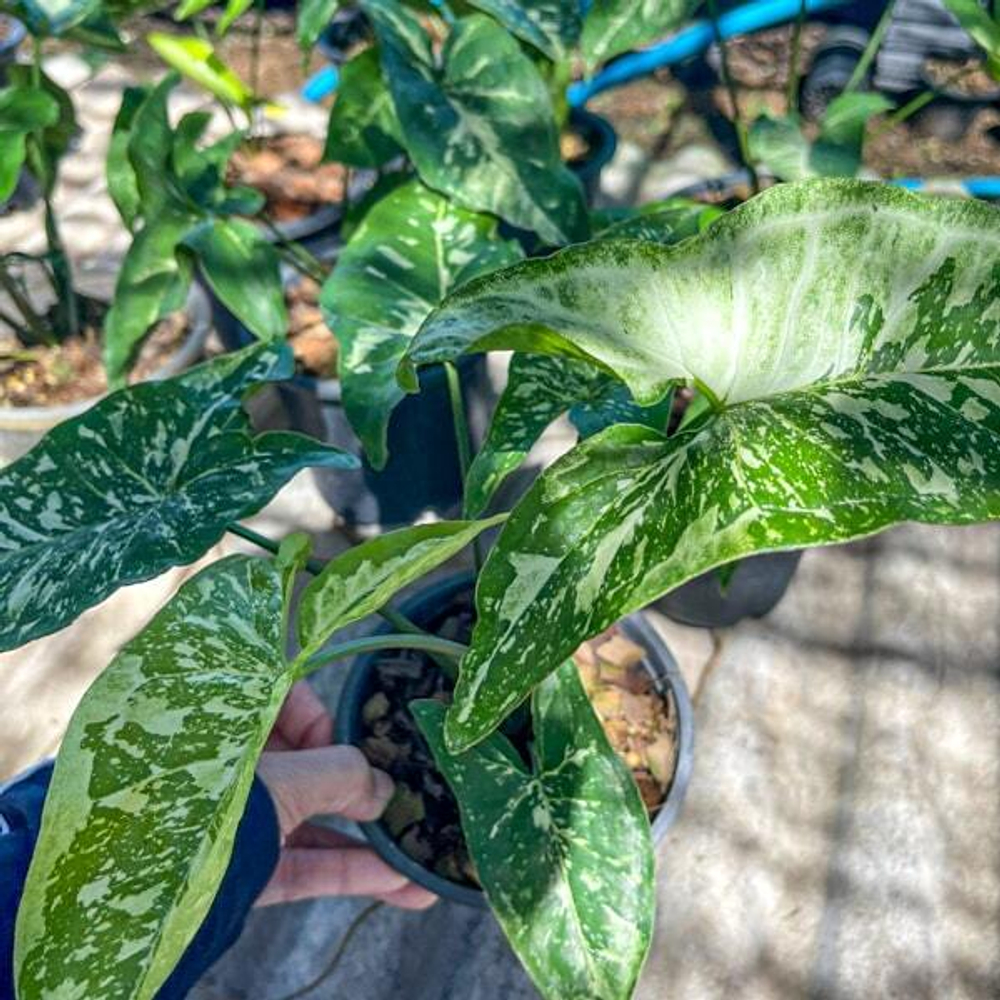 Сингониум PANDA