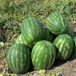 Грин Джар F1 семена арбуза (Seminis / Семинис)