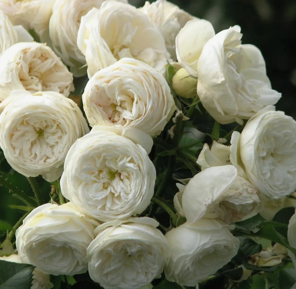 Роза парковая Артемис ОКС конец апреля -май 2026