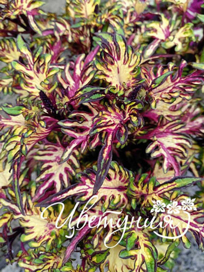 Колеус Перышки