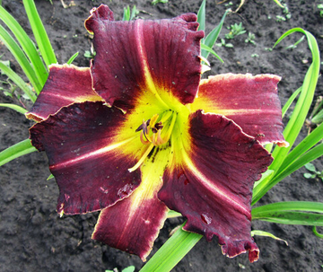 Лилейник Ейдж Майлс Хай