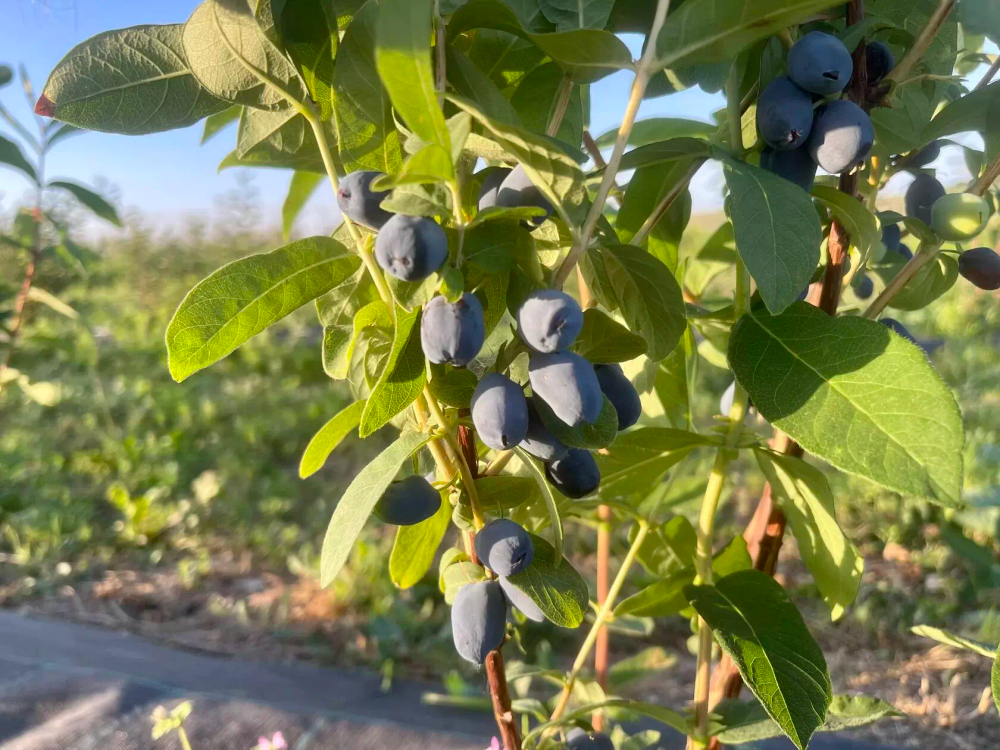 Жимолость Бореал Бьюти