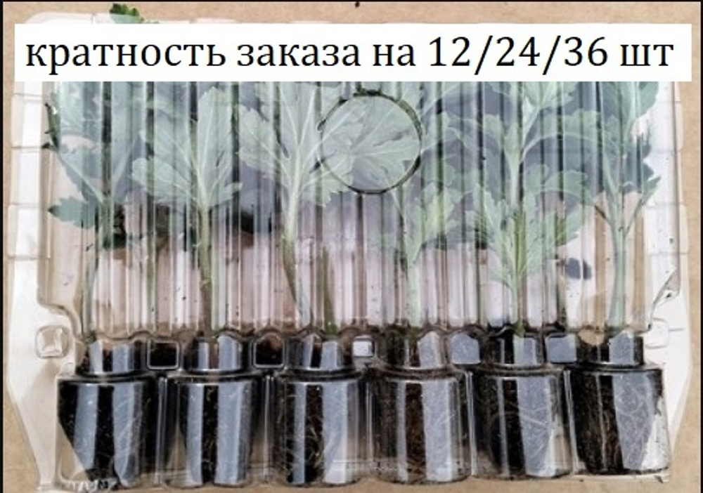 набор № 6 СБОР /поставка весна 2026г/ 12 шт.