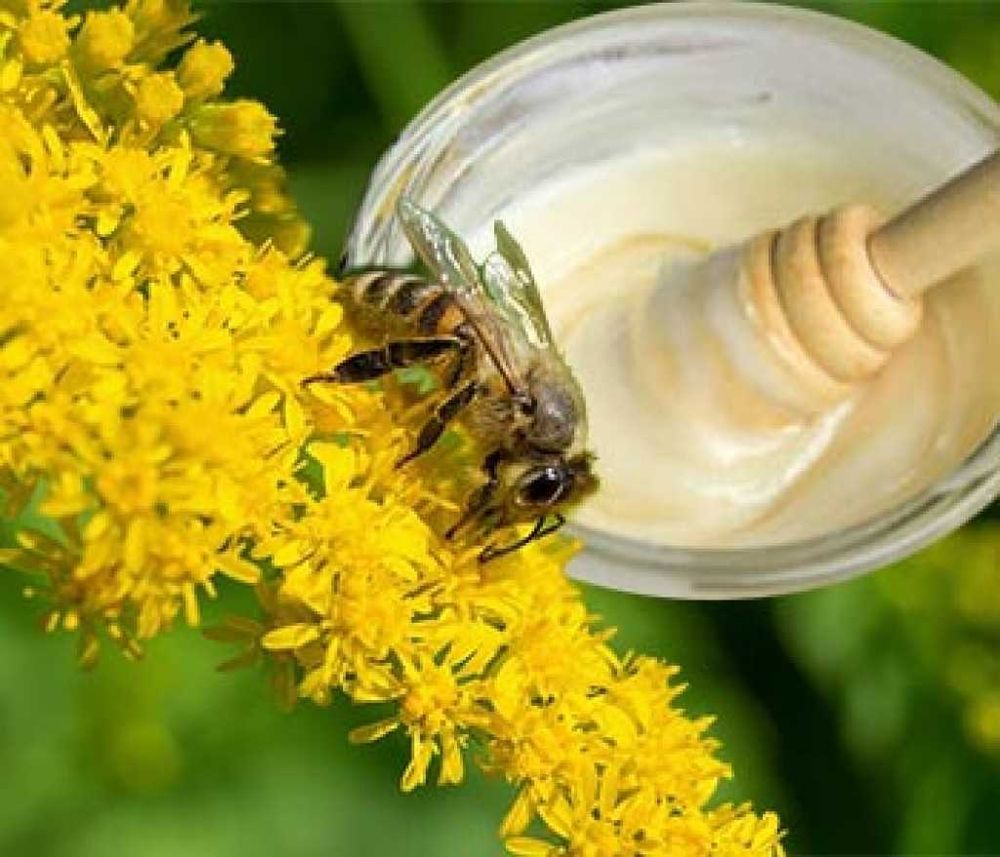 Мёд донник