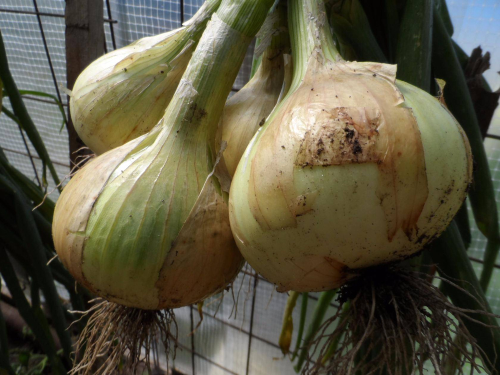 Лук репка Эксибишен F1 (10гр) Витагрин Профи