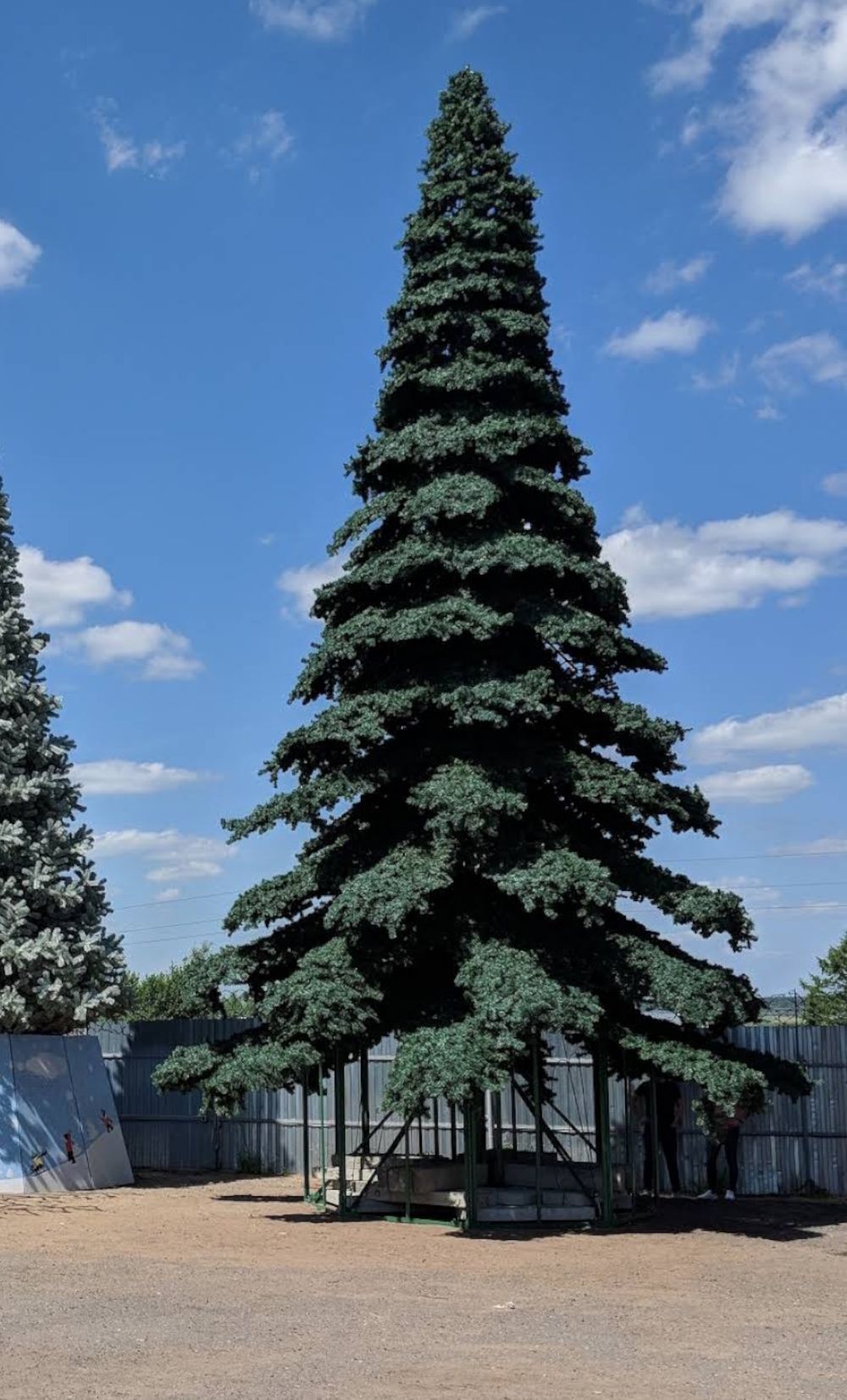 высокая ствольная ель "ТАЕЖНАЯ" большая елка