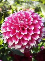 Георгин декоративный Фаззи Ваззи