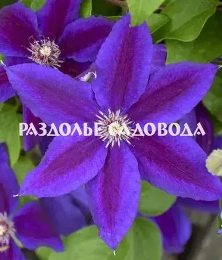 Клематис крупноцветковый Валдфаер