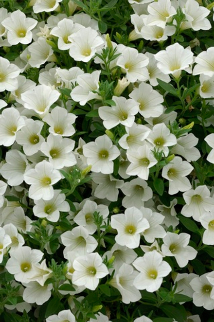 ЕВРО Petunia SURFINIA TABLE White неукор черенок ноябрь 2025