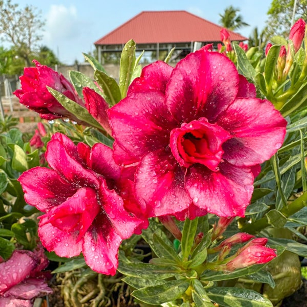 Адениум обесум 375