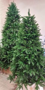 ель Барбара