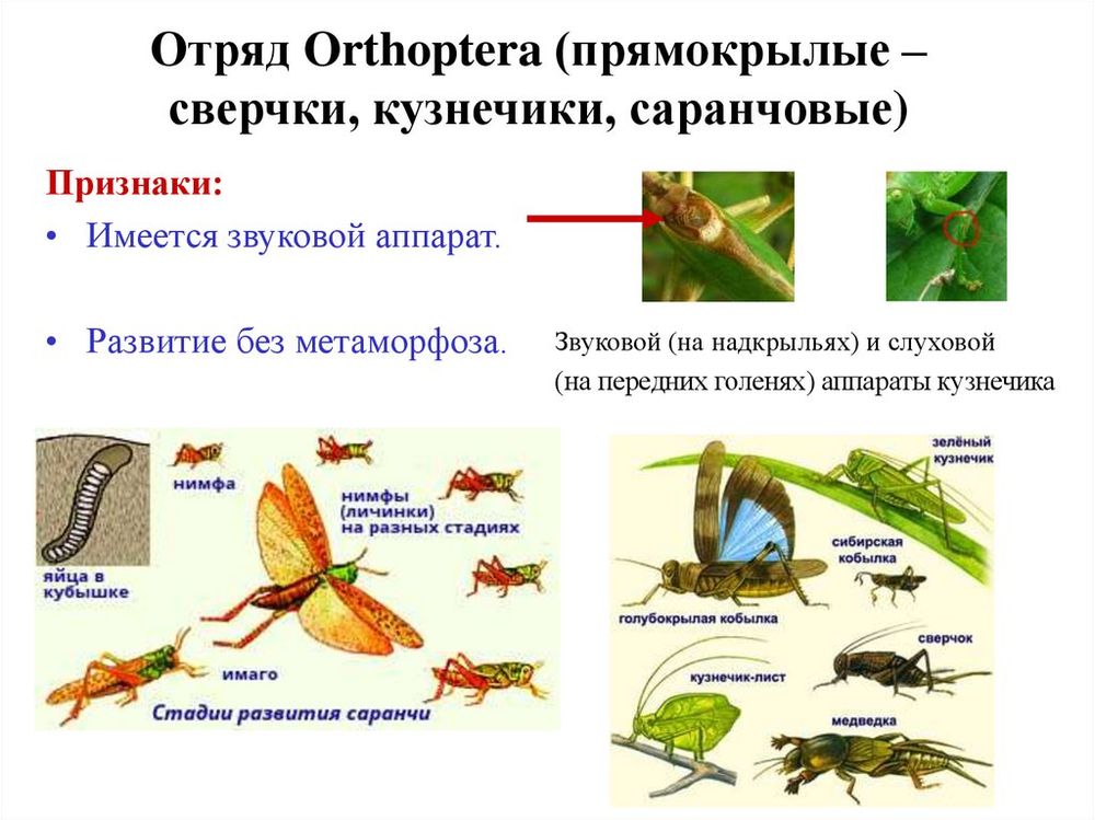 Коллекция Представители отрядов насекомых — купить по ФГОС | Учебный стандарт