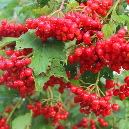 Калина Эликсир