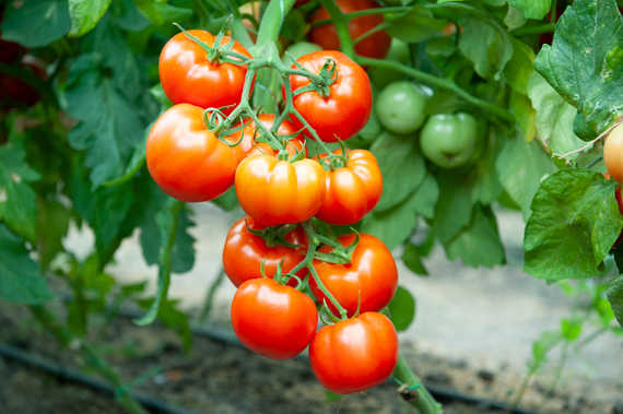 Мэри F1 семена томата  (Гавриш) – фото 4