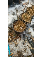 Меджикал Свит Саммер гортензия метельчатая