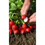 Семена Редис Сан Саныч (Марс) Б/П