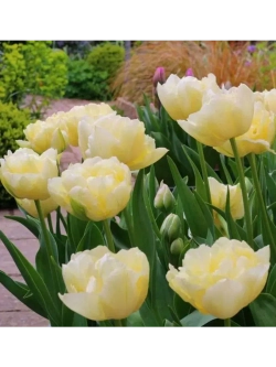 Тюльпаны Avant Garde 4 шт, набор луковиц