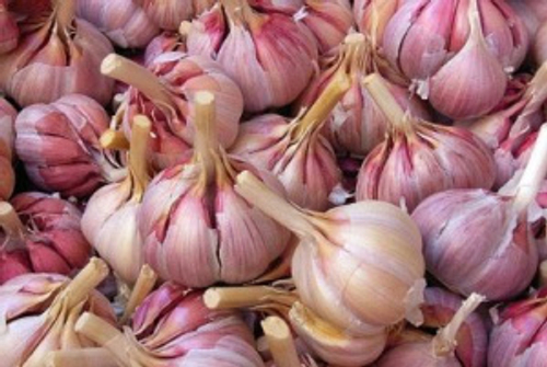 Чеснок озимый Шадейка