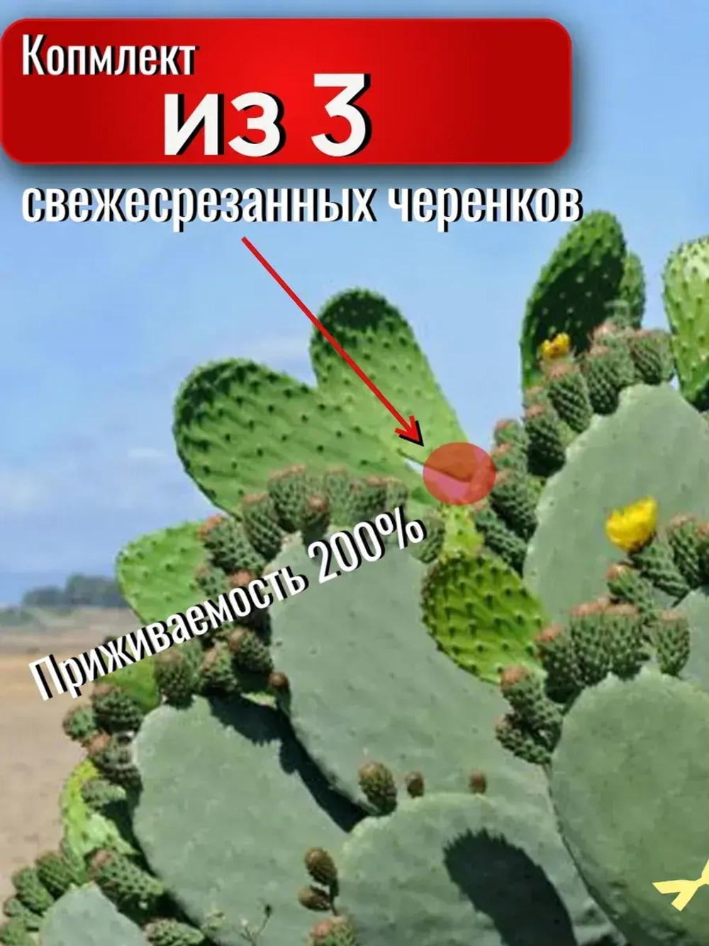 Кактус опунция набор черенков для укоренения