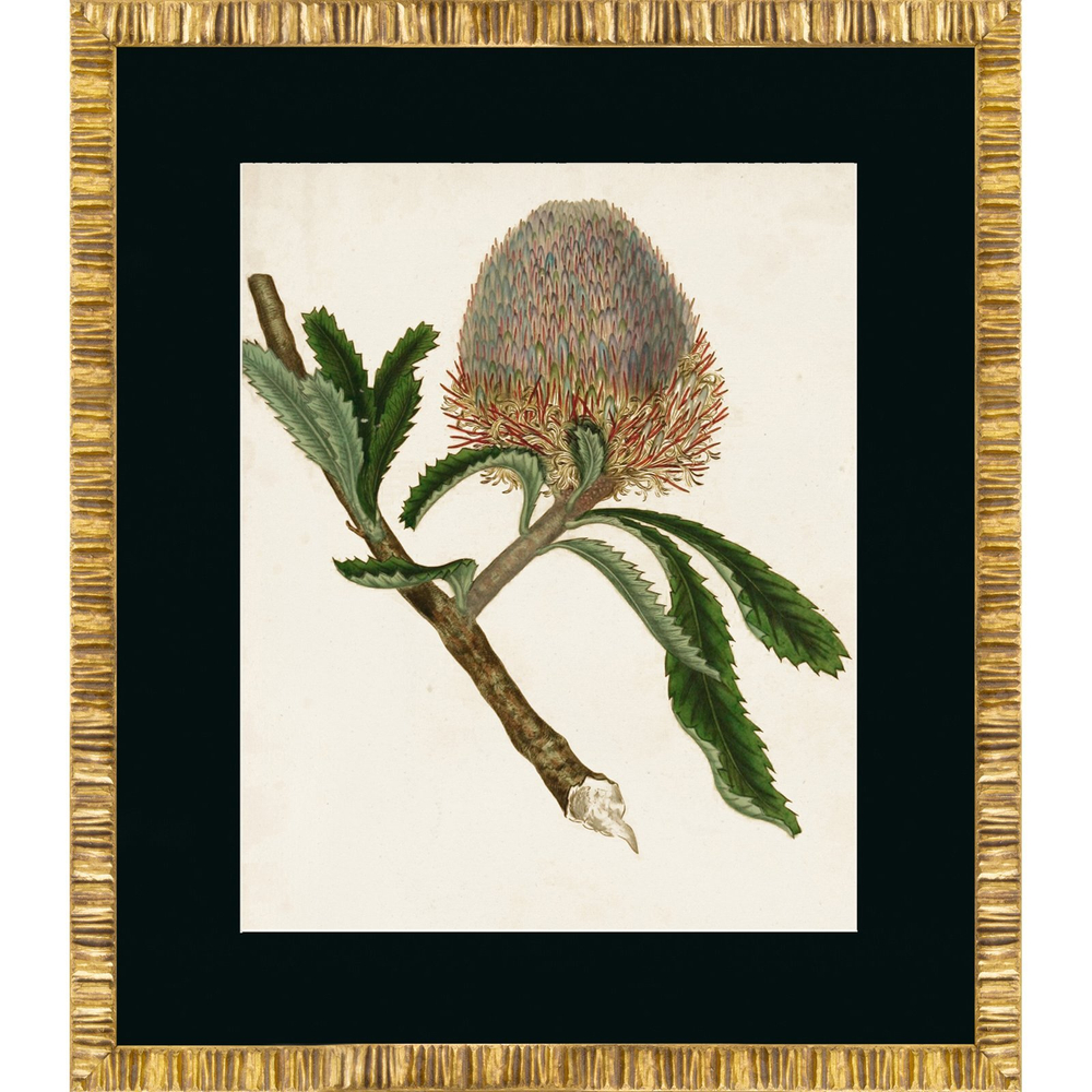 Постер 50х60 G&C Antique Protea 3