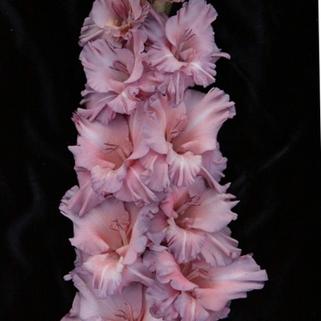 Гладиолус крупноцветковый Люпус