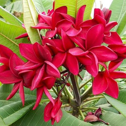 Плюмерия WA KOR