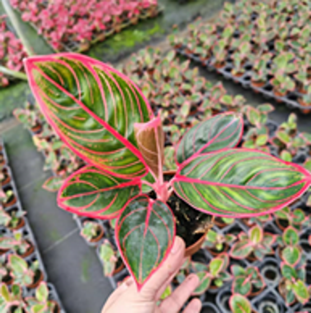 Аглаонема Red Lips д.9