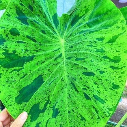 Колоказия FROG IN THE LOTUS